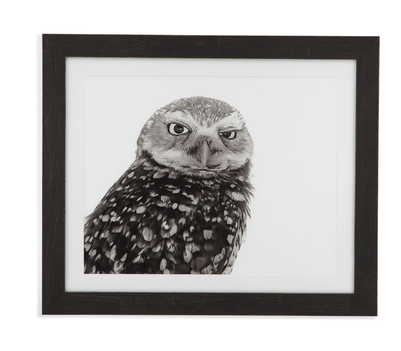 Burrowing Owl - Framed Print - Gray