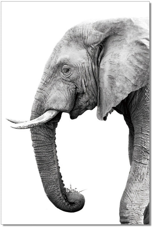 J & M Furniture wall decor featuring a stylish tusk design, perfect for modern home wall art or accent pieces.