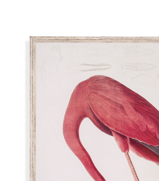 Flamingo - Framed Print - Pink